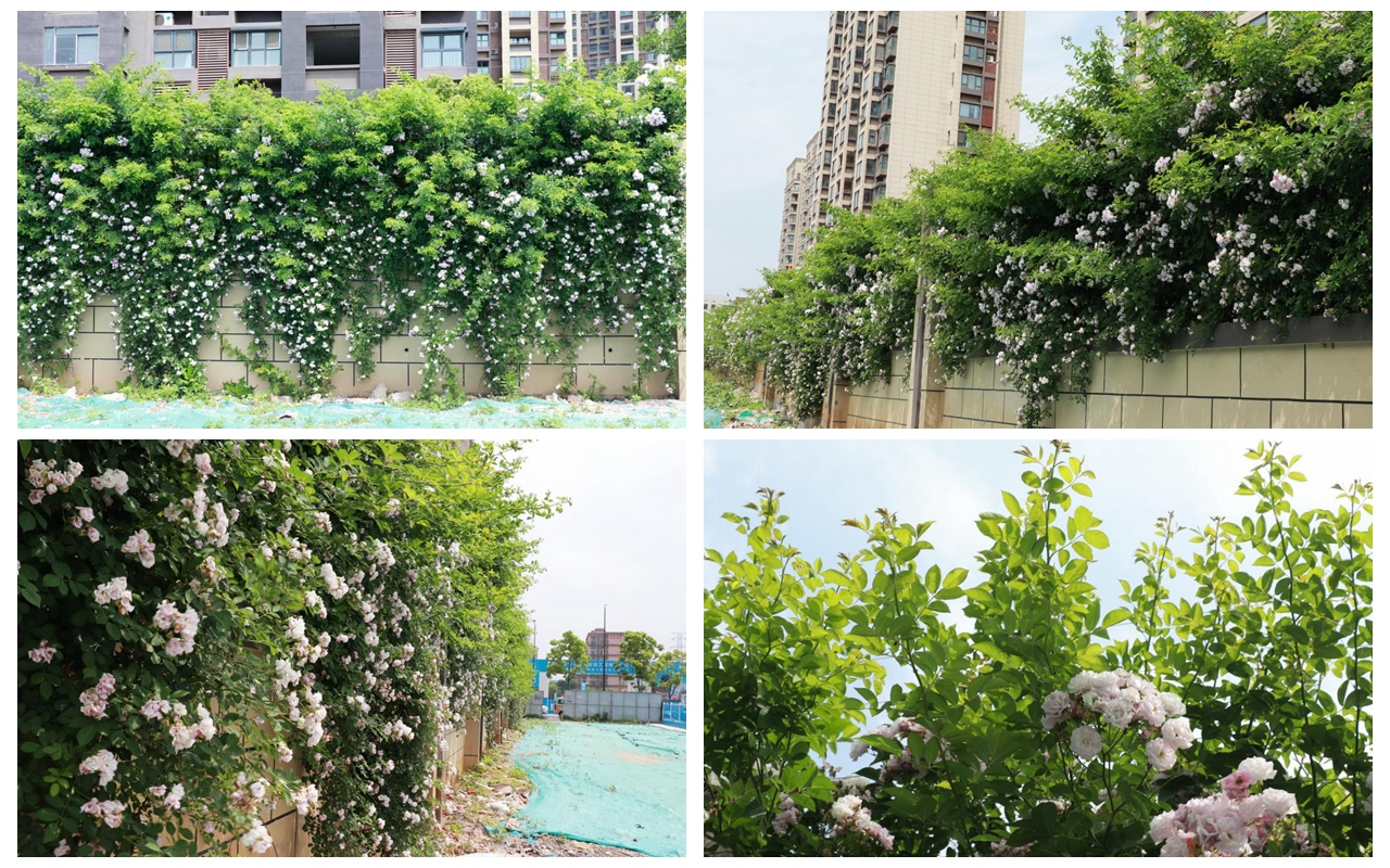 百米蔷薇花墙景物怡人 3868la银河总站集团打造“让住户知足”的宜居情形